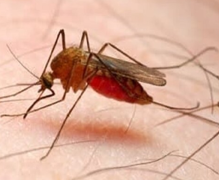 شناسایی ۵ مورد مثبت مالاریا در تربت‌جام