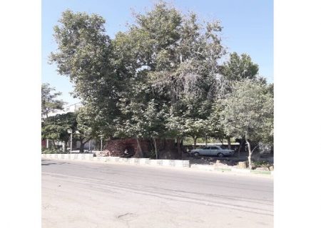 ثبت چنارقدیمی قنات فودنجان گناباد در زمره میراث طبیعی ایران