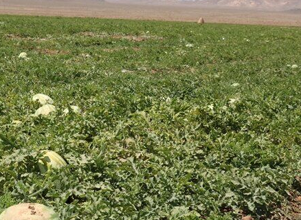 ۲۰ هزار تن هندوانه در جغتای تولید شد