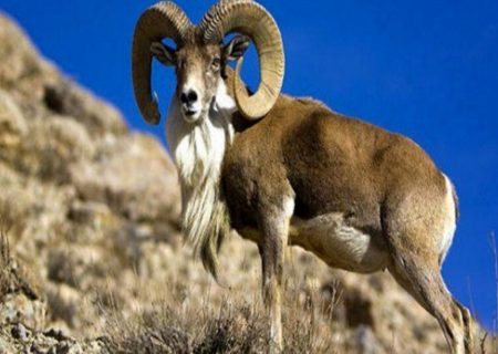 وحوش خراسان رضوی دربرابربیماری طاعون ایمنی گله ای یافتند