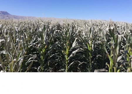 سرمای پاییزه ۱۴۰ میلیارد ریال به مزارع علوفه جغتای خسارت زد
