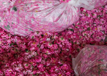 ۱۶۵ تن گل محمدی در خوشاب خراسان رضوی برداشت شد
