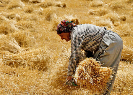 مطالبات گندم‌کاران خراسان رضوی از دولت ۳ هزار میلیارد ریال است