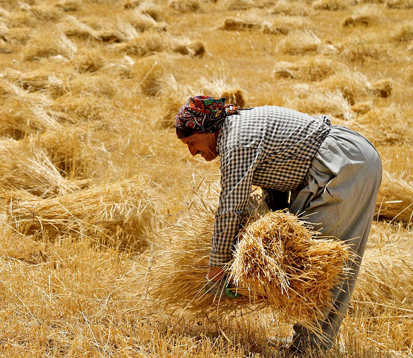 مطالبات گندمکاران خراسان رضوی از دولت ۳ هزار میلیارد ریال است