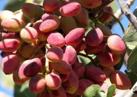 پایان برداشت پسته در شهرستان مشهد