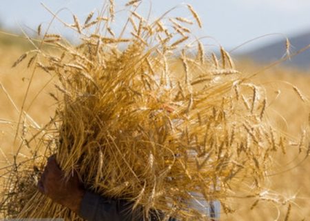 رتبه هفتم خراسان رضوی در اجرای کشت قرار دادی گندم آبی در کشور