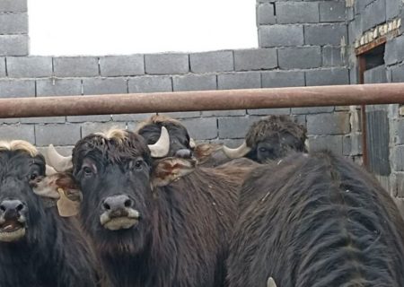 پرورش گاومیش برای نخستین بار در شهرستان مشهد