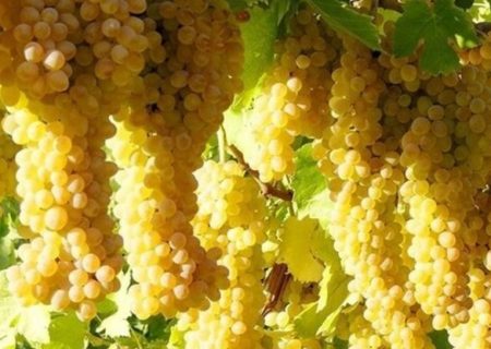 صادرات ارقام جدید انگور خلیل‌آباد به روسیه