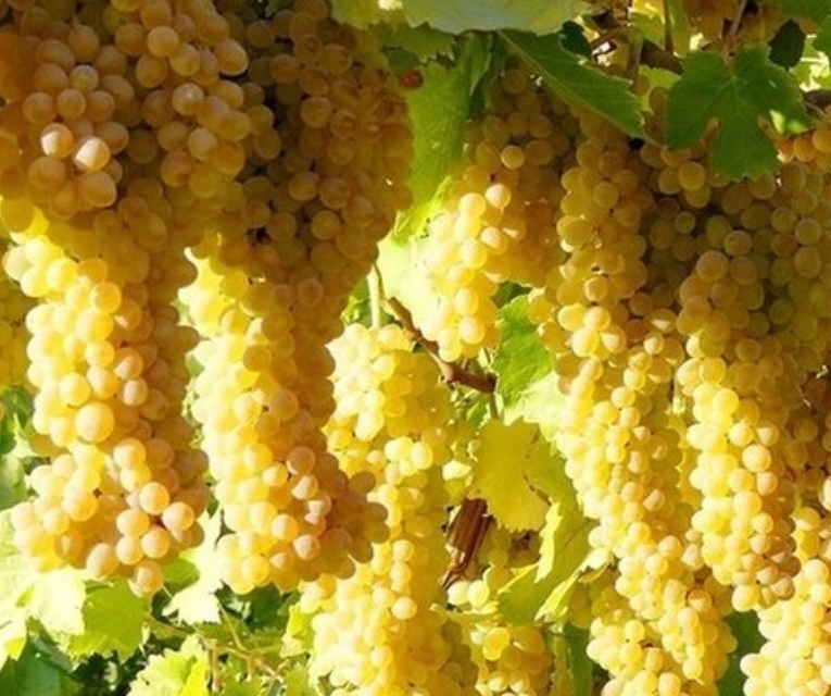 صادرات ارقام جدید انگور خلیلآباد به روسیه