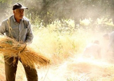 بیش از ۷۵ درصد مطالبات گندم‌کاران خراسان رضوی پرداخت شده است