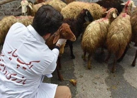نظارت ۱۰۶ تیم دامپزشکی ثابت و سیار خراسان رضوی بر ذبح دام و تامین گوشت دهه آخر صفر