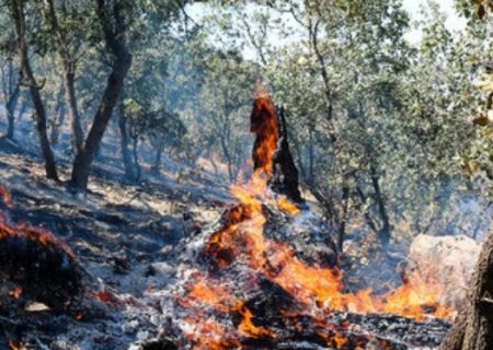 آتش‌سوزی در ۱۱۵ هکتار از طبیعت خراسان رضوی در فصل حریق