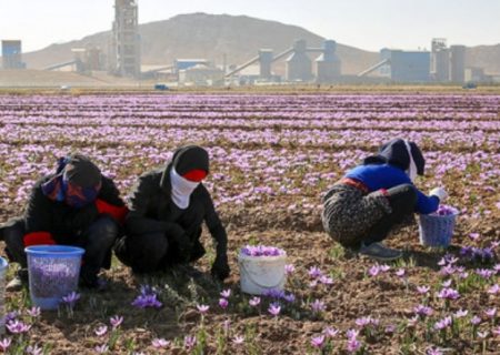 کاهش ۵۰ درصدی تولید زعفران در خراسان رضوی