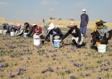 تولید حدود ۱۱ تن زعفران خشک در نیشابور/تغییر اقلیم تولید زعفران را ۶۰ درصد کاهش داد