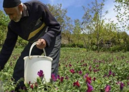 در شرایط خشکسالی چاره‌ای جز کشت گیاهان دارویی نداریم