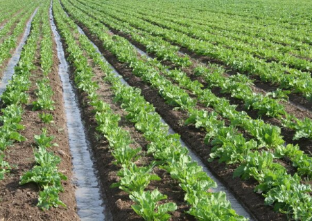 اصلاح الگوی کشت در کنار اصلاح ساختار بهره‌وری آب از دستاوردهای بخش کشاورزی است