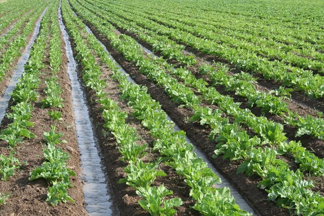 اصلاح الگوی کشت در کنار اصلاح ساختار بهرهوری آب از دستاوردهای بخش کشاورزی است