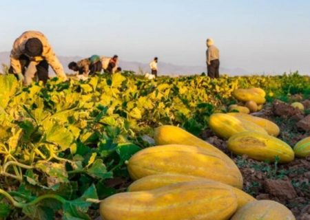 آغاز تغییر الگوی کشت با کاهش سطح محصولات پر آب طلب