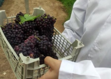 برداشت انگور نوبرانه در گلخانه خارج از فصل در خلیل‌آباد