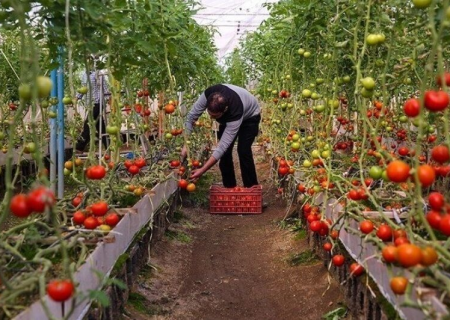 سپاه امام رضا(ع) در روستاهای خراسان رضوی اشتغال ایجاد می‌کند