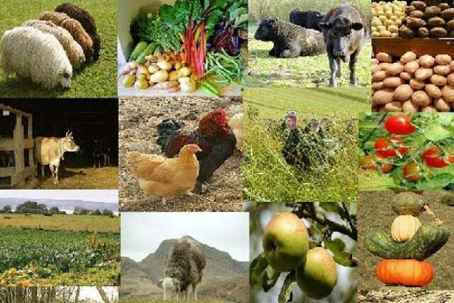 تراز سنتی موجود در کشاورزی و دام برهم خورده است