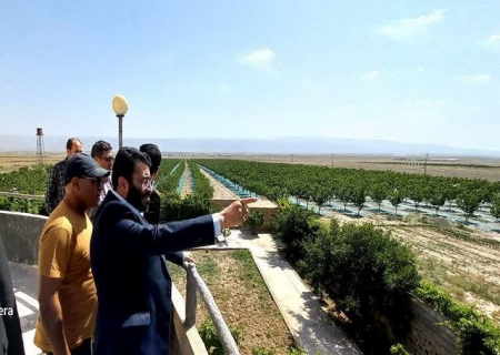 بزرگترین توتستان کشور در چناران
