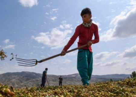 برداشت سالیانه ۴۰۰ تن پسته از بزرگترین رویشگاه جنگل خاورمیانه