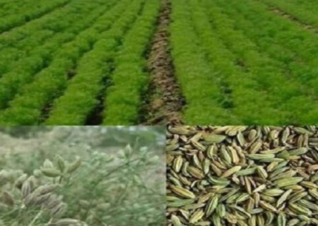 خراسان رضوی رتبه نخست تولید گیاهان دارویی کشور