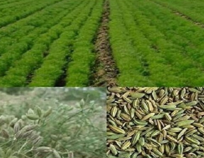 خراسان رضوی رتبه نخست تولید گیاهان دارویی کشور