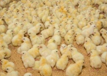 تلاش در جهت تثبیت بازار گوشت و مرغ با افزایش تولیدات دامی