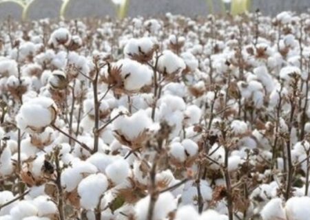 کاهش میزان تولید و کیفیت پنبه در خراسان رضوی