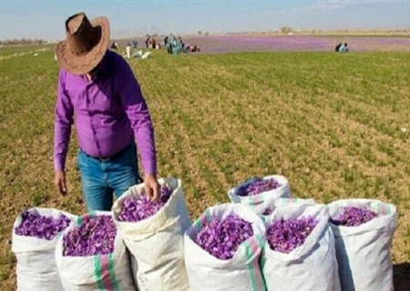زعفران‌کاران هیچ نگرانی برای بازگشت پول نداشته باشند