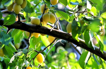 مدیریت زمستانه باغات میوه ضروری است