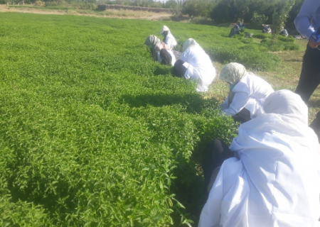 کاشت گیاه دارویی نعناع در رشتخوار خراسان رضوی آغاز شد