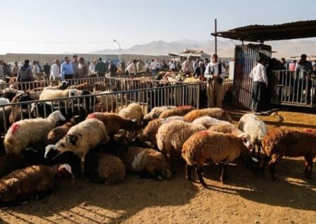 انتقال بیماری‌های دامی توسط افراد سودجو، تهدیدی جدی برای اقتصاد دامداری‌ها