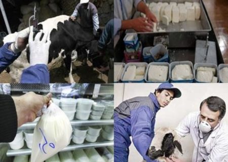 کاهش ۹۰ درصدی موارد مثبت بروسلوز در دام‌های سنگین خراسان رضوی