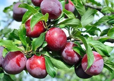 تغییرات اقلیمی همه ساله خسارت‌های بسیاری به بخش کشاورزی وارد می‌کند