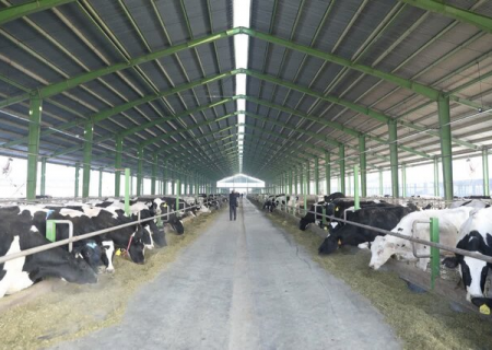 چالش‌های پیش روی صنعت دامپروری