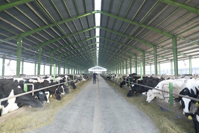 چالش‌های پیش روی صنعت دامپروری