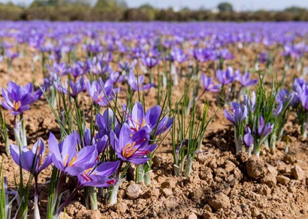 خرید حمایتی زعفران خراسان رضوی در صورت تلاطم قیمت آن