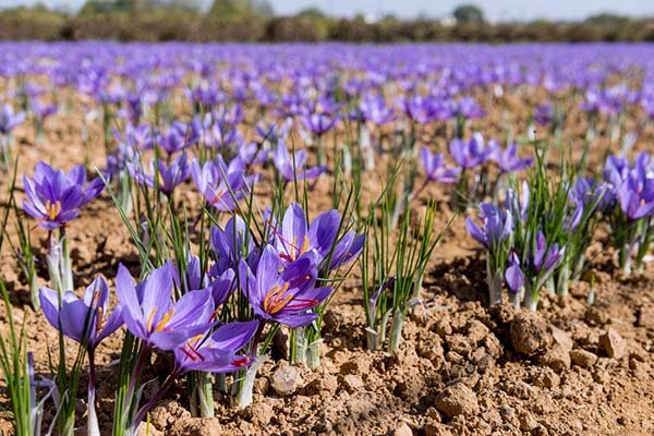 خرید حمایتی زعفران خراسان رضوی در صورت تلاطم قیمت آن