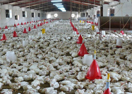 صنعت مرغداری گناباد برای ۶ هزار نفر اشتغال ایجاد کرد