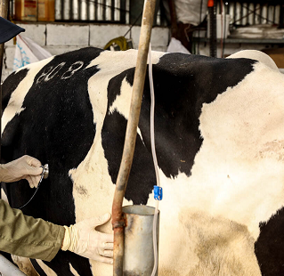 تولید شیر در «رُشتخوار» خراسان رضوی ۲۳ درصد افزایش یافت