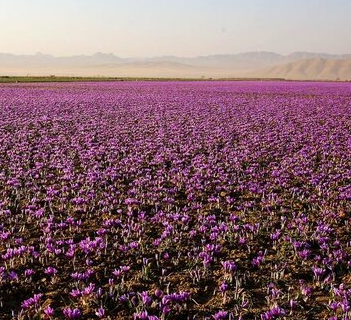پاسداشت طلای سرخ ایران از سوم تا پنجم آبان در مشهد