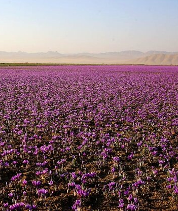پاسداشت طلای سرخ ایران از سوم تا پنجم آبان در مشهد