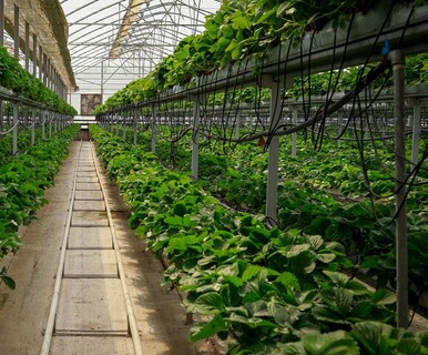 حمایت از شرکت‌های دانش‌بنیان، راهبرد وزارت جهاد کشاورزی برای قطع وابستگی به واردات