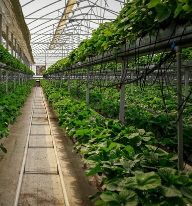 حمایت از شرکت‌های دانش‌بنیان، راهبرد وزارت جهاد کشاورزی برای قطع وابستگی به واردات