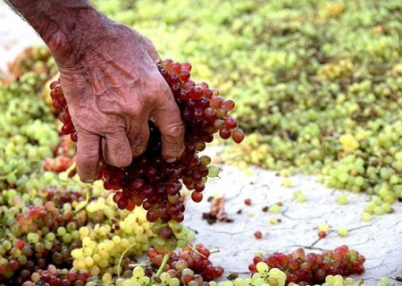 برندسازی محصولات کشاورزی، مسیری به سوی بازارهای جهانی است