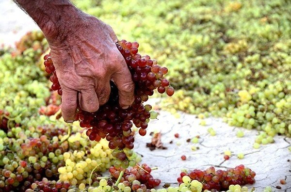 برندسازی محصولات کشاورزی، مسیری به سوی بازارهای جهانی است