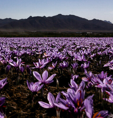 تهدیدهای سه‌گانه علیه «طلای سرخ ایران»